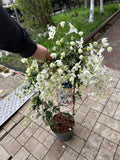 Clematis – Cascadă de flori albe